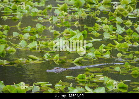 Un alligator Alligator mississippiensis) (à Largo, Floride Banque D'Images