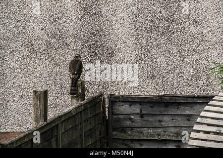 Une longue queue (Accipiter nisus) perché sur un piquet de clôture de jardin dans la région de West Lothian Banque D'Images