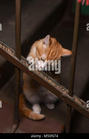 Chaton gingembre sans-abri dans l'entrée de chambre Banque D'Images