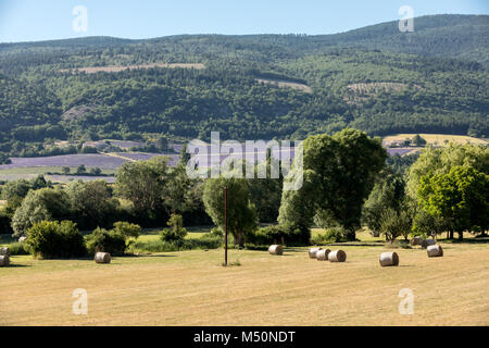 Champ de lavande près de Sault en Provence, France Banque D'Images