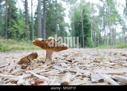 Les champignons agaric dans l'environnement naturel Banque D'Images