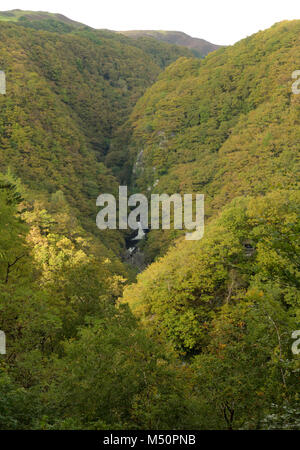 Gyfarllwyd Falls sur la rivière Rheidol, la forêt et les monts Cambriens Banque D'Images