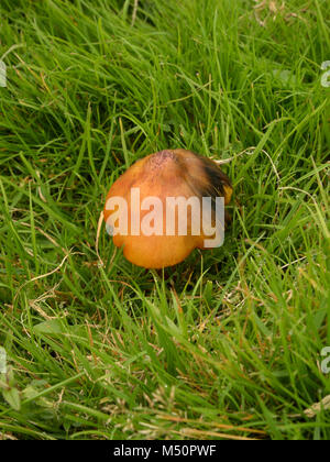 Bouchon de cire noircissement, Hygrocybe conica Banque D'Images