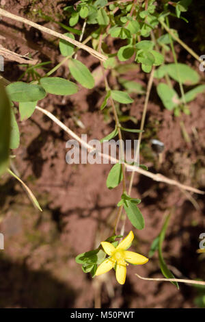 Hypericum humifusum, des St John's wort Banque D'Images