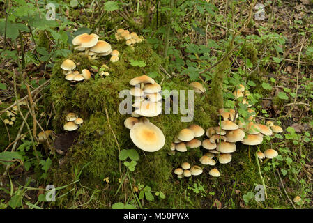 Touffe de soufre, Hypholoma fasciculare Banque D'Images