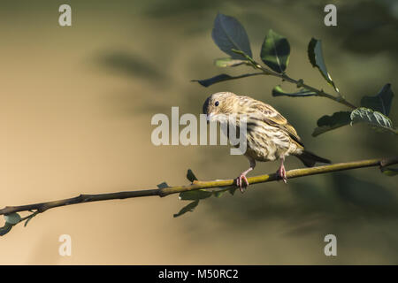 (Carduelis cannabina linnet commun) Banque D'Images