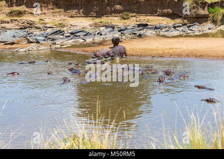 Les hippopotames de vous rafraîchir dans la rivière Mara Banque D'Images