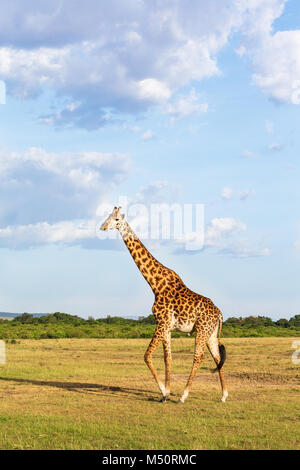 Balades girafe dans la savane à Masai Mara Banque D'Images
