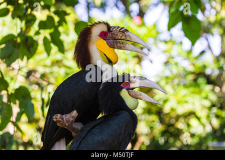 Oiseau Calao nimbés dans l'île de Bali en Indonésie Banque D'Images