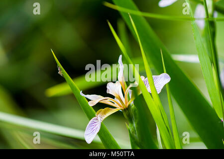 Petite araignée marche sur feuille fleur Banque D'Images