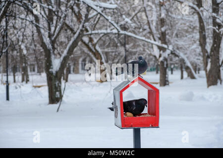 Graines oiseaux manger sous la neige. Banque D'Images