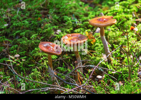 Trois champignons poussant dans la forêt Banque D'Images