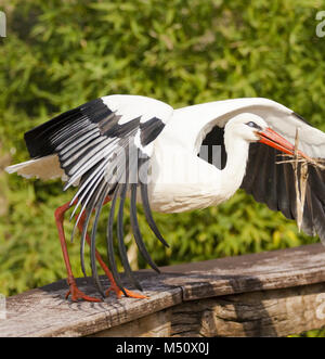 Stork dans son habitat naturel Banque D'Images