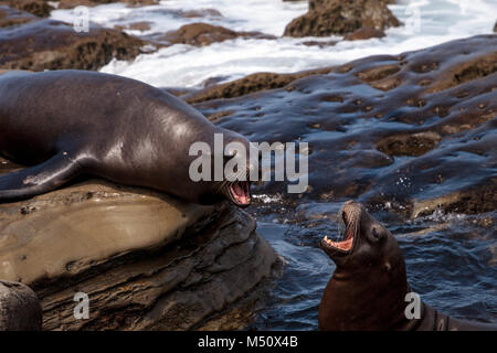 Arguant de Californie Zalophus californianus Banque D'Images