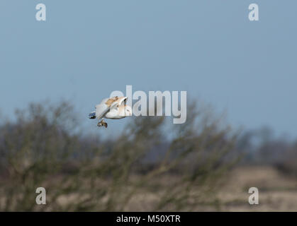 Effraie des clochers, Tyto alba, en vol, avec vole, dans le pré, dans le Lancashire, Royaume-Uni Banque D'Images