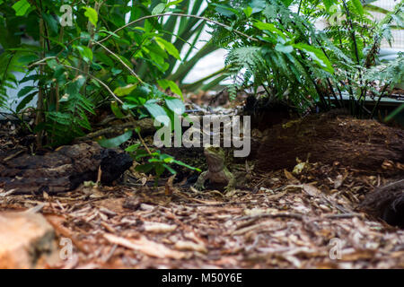 Tuatara reptiles anciens, Nouvelle-Zélande Banque D'Images