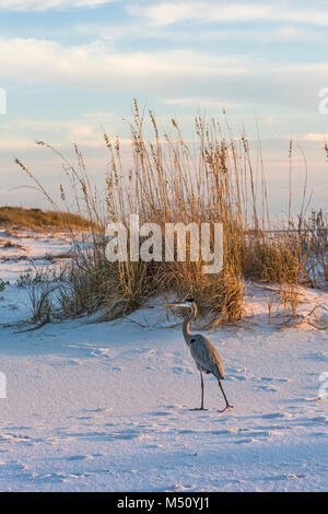 Un grand héron bleu promenades sur la plage de Fort Pickens dans les îles Gulf National Seashore, en Floride. Banque D'Images