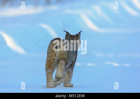 Une chasse au lynx adultes pour les lièvres dans la Forêt Nationale Supérieure dans le nord du Minnesota Banque D'Images