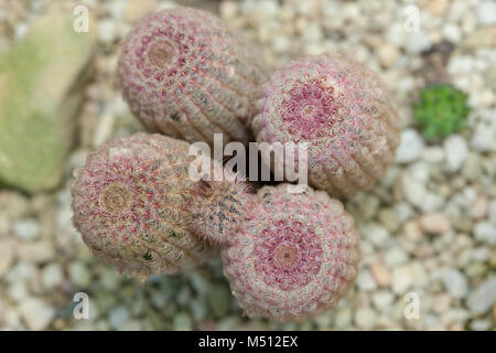 Arizona Cactus Arc-en-ciel, Röd regnbågskaktus rigidissimus rubrispinus Echinocereus (var) Banque D'Images