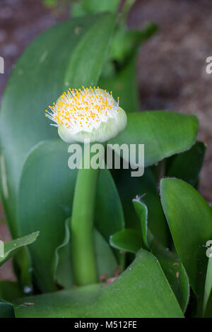 Pinceau, Elefanttunga (Haemanthus albiflos) Banque D'Images