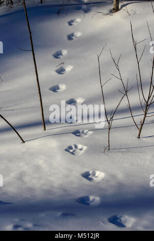 De nouvelles pistes de lynx dans la neige en forêt nationale supérieure au Minnesota. Banque D'Images