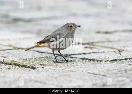 Rougequeue noir (Phoenicurus ochruros) dans un milieu urbain dans un centre-ville Banque D'Images