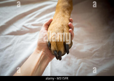 L'amitié entre l'homme et le chien, main tremblante et paw Banque D'Images