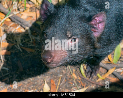 Diable de Tasmanie Sarcophilus harrisii sur l'île Black River Banque D'Images