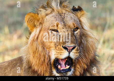 Portrait d'un homme lion qui rugit Banque D'Images