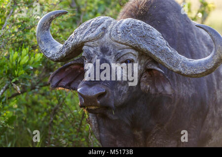 Buffle africain avec grandes cornes dans la brousse Banque D'Images