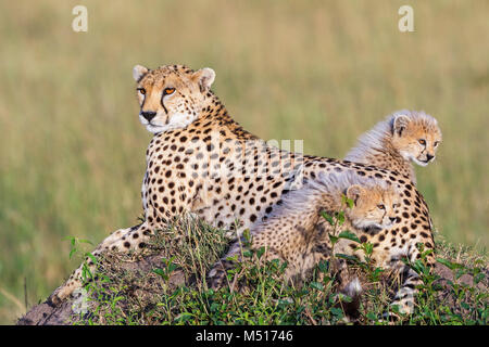 Cheetah cubs avec leur mère sur la savane africaine Banque D'Images