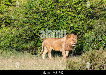 Le bosquet avec un homme lion Banque D'Images