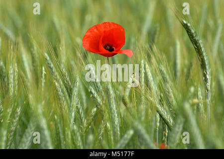 Coquelicot ; maïs ; rose ; rouge pavot champ coquelicot rouge ; les mauvaises herbes ; Banque D'Images