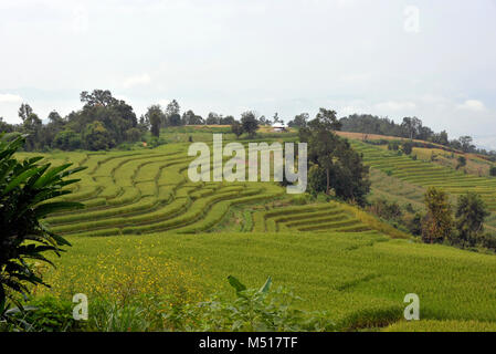 Paysage de champs de riz à épaulement farm dans le parc national de Doi Inthanon, Chiang Mai, Thaïlande du nord. Banque D'Images