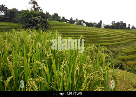 Récolte de riz le riz est de plus en plus avec les champs cultivés dans le parc national de Doi Inthanon, Chiang Mai, Thaïlande du nord. Banque D'Images