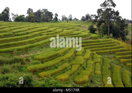 A la ferme de riz champs dans le parc national de Doi Inthanon, Chiang Mai, Thaïlande du nord. Banque D'Images