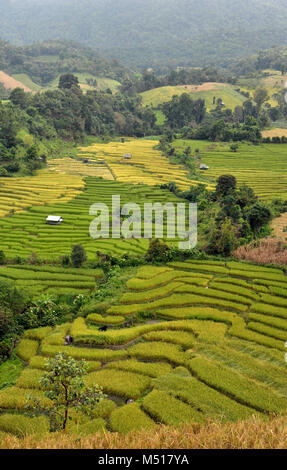 A la ferme de riz champs dans le parc national de Doi Inthanon, Chiang Mai, Thaïlande du nord. Banque D'Images