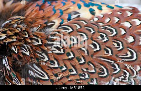 Plumage Faisan mâle Close Up Banque D'Images