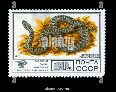 UKRAINE - circa 1977 : un timbre imprimé en URSS montre Cottonmouth ordinaire, collection de faune protégée de l'URSS, serpents venimeux, série, c Banque D'Images