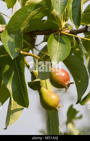 Wilde Birne, Wildbirne, Wilder Birnbaum, Holzbirne Holz-Birne,, Pyrus pyraster, Poirier, Poirier sauvage Banque D'Images