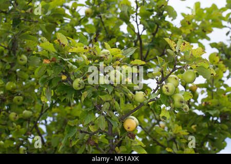 Wild-Apfel Holz-Apfel Wildapfel,,, Holzapfel, Apfel, Malus sylvestris, Crabe, Pomme Sauvage Banque D'Images