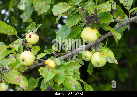 Wild-Apfel Holz-Apfel Wildapfel,,, Holzapfel, Apfel, Malus sylvestris, Crabe, Pomme Sauvage Banque D'Images