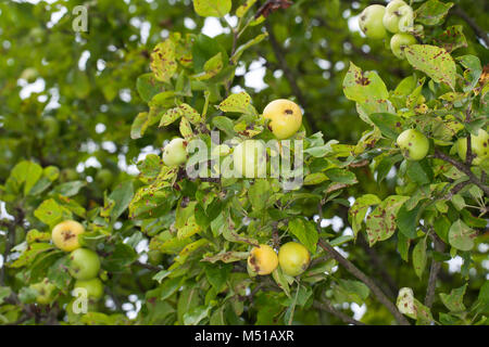 Wild-Apfel Holz-Apfel Wildapfel,,, Holzapfel, Apfel, Malus sylvestris, Crabe, Pomme Sauvage Banque D'Images