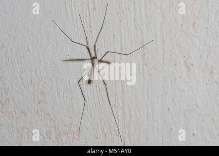 Wiesenschnake Wiesen-Schnake Sumpfschnake,,, un Zimmerwand à cause des raffineries, sitzt im Innern eines Hauses, Tipula paludosa, cranefly cf. meadow, papa-lon gris Banque D'Images