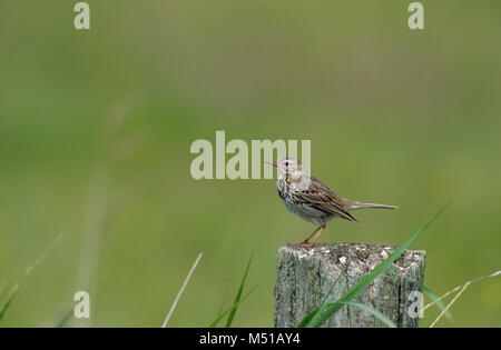 Wiesen-Pieper Wiesenpieper, Anthus pratensis, meadow, Sprague Banque D'Images