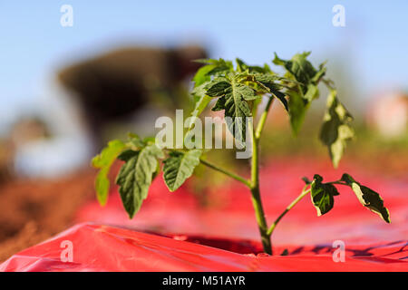 Jeune plant de tomate rouge nouvellement transplantés dans le paillis de plastique. Banque D'Images