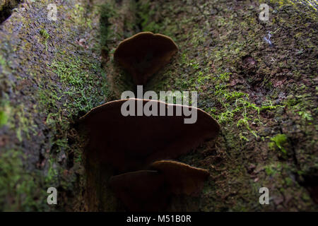 Vue de dessous de champignons sur le tronc d'un arbre Banque D'Images