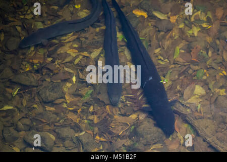 Requins anguilles dans l'eau douce Banque D'Images