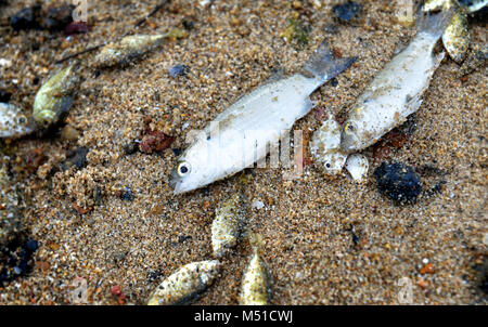 Les petits poissons meurent sur la plage sale photo en extérieure bien et un faible éclairage. Banque D'Images