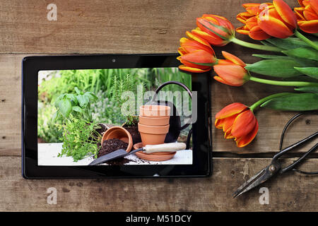 Passage tourné une tablette montrant pots en terre cuite et des plantes prêtes à être plantées dans un jardin avec un bouquet de tulipes orange et jaune sur une table en bois Banque D'Images